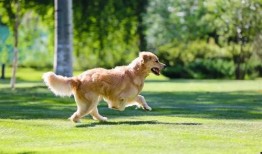 济南骑狗大队爆料事件视频,视频揭露惊人一幕引发社会关注
